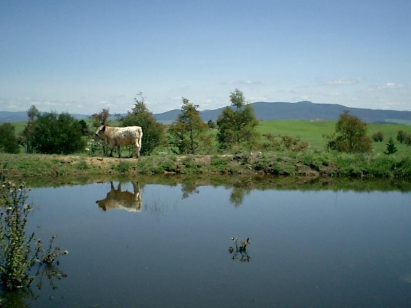 180 Majors Creek Road BRAIDWOOD 2622, Braidwood NSW 2622