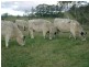 180 Majors Creek Road BRAIDWOOD 2622, Braidwood NSW 2622