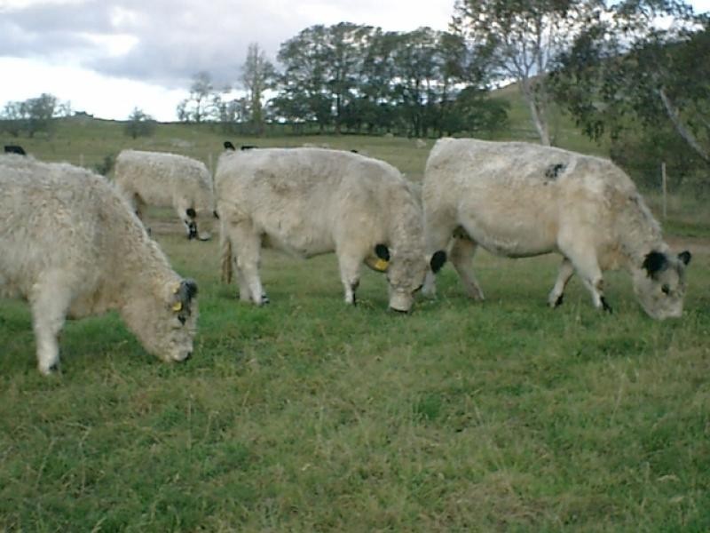 180 Majors Creek Road BRAIDWOOD 2622, Braidwood NSW 2622