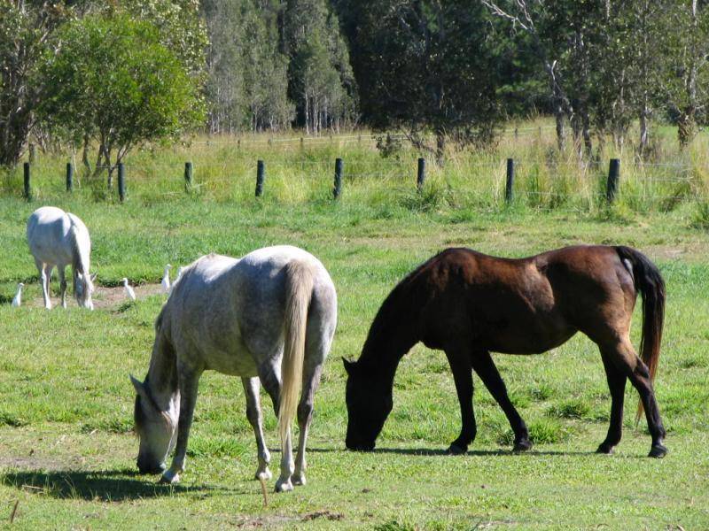 59 Spanner Road GLASS HOUSE MOUNTAINS 4518, Glass House Mountains QLD 4518