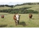 710 Glen Alvie Road GLEN ALVIE 3979, Glen Alvie VIC 3979