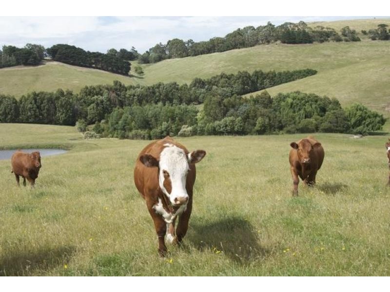 710 Glen Alvie Road GLEN ALVIE 3979, Glen Alvie VIC 3979