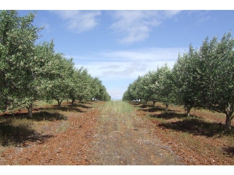 Lt 373 Gawler One Tree Hill  Road BIBARINGA 5118, Bibaringa SA 5118