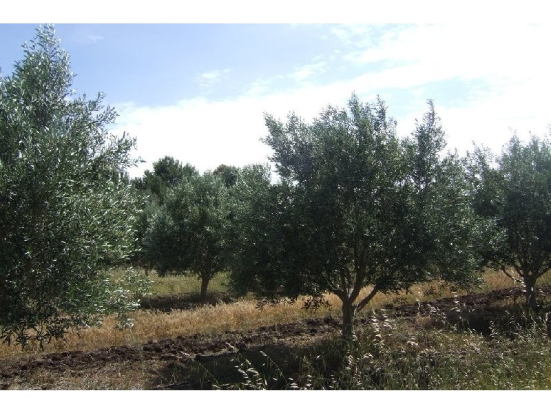 Lt 373 Gawler One Tree Hill  Road BIBARINGA 5118, Bibaringa SA 5118