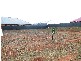 Lot 61 Cnr Mickan And Schliebs  Road STOCKWELL 5355, Stockwell SA 5355