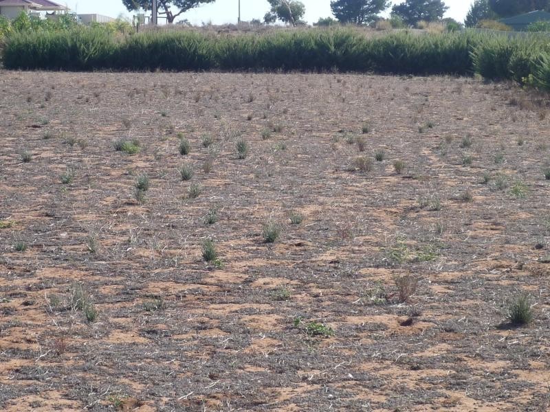 Lot 3 Bungana Drive MURRAY BRIDGE 5253, Murray Bridge SA 5253