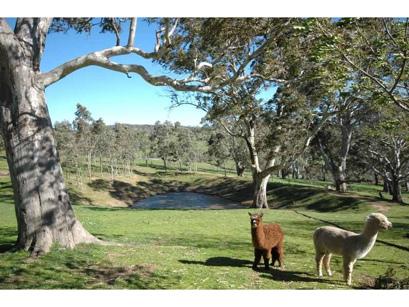 Lot 17 Springs  Road MOUNT BARKER 5251, Mount Barker SA 5251