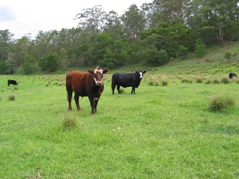 Lot 12 Kings Highway NELLIGEN 2536, Nelligen NSW 2536