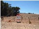 45 Murray Street STONE HUT 5480, Stone Hut SA 5480