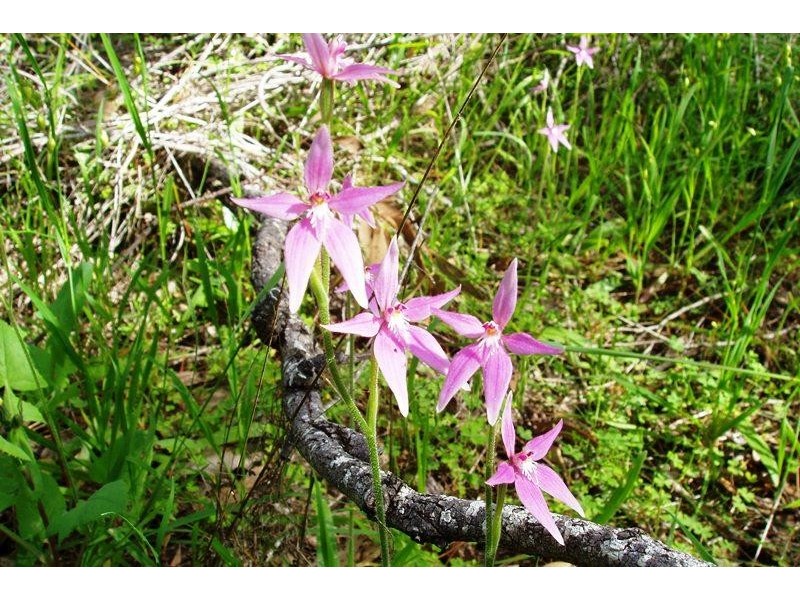 364 Nabaroo Road, Cowalla WA 6503