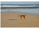 Fraser Island QLD 4581