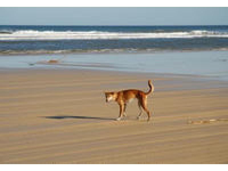 Fraser Island QLD 4581