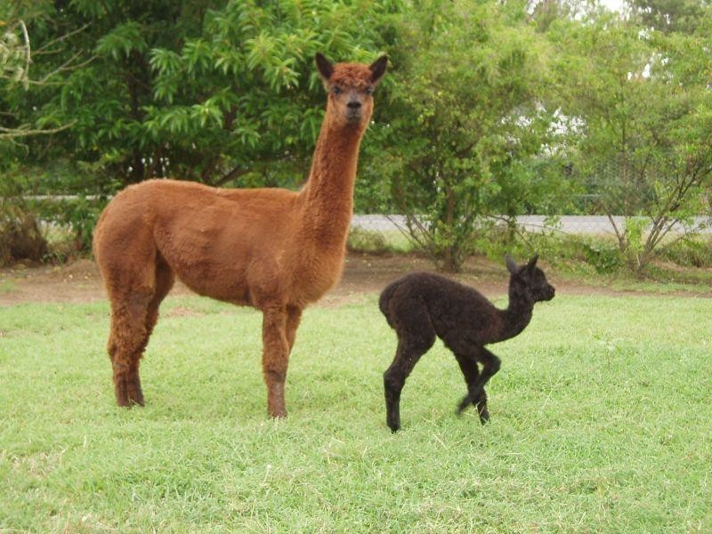 109 Emu Park  Road, Nerimbera QLD 4701