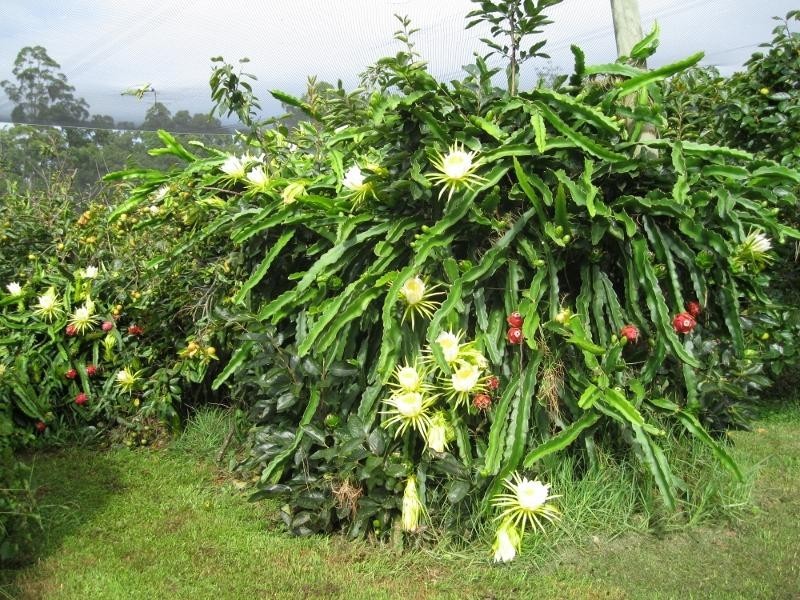 Lot 43 Mighell  Road, Yarrahapinni NSW 2441