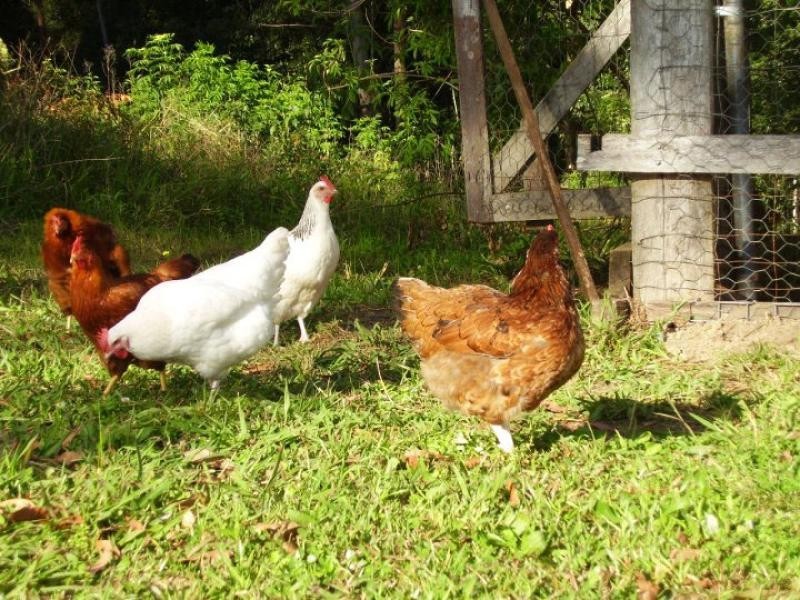 31 Wallbridge Road, Eungai Creek NSW 2441