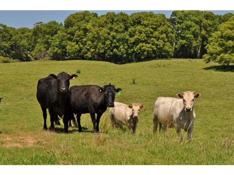 42 North Arm  Road, Bowraville NSW 2449