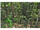 2938 North Arm Road, Girralong NSW 2449
