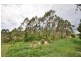 66 Newee Creek Road, Newee Creek NSW 2447