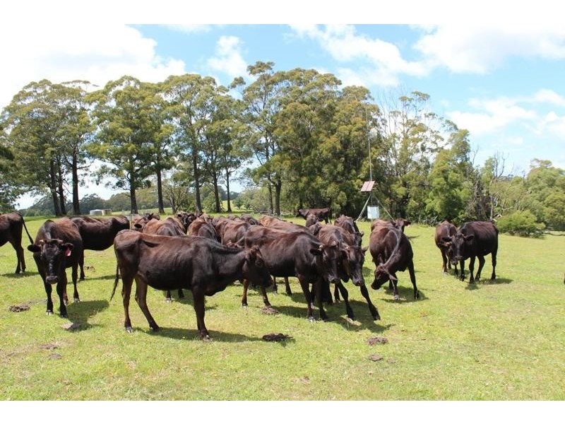 Jamberoo NSW 2533