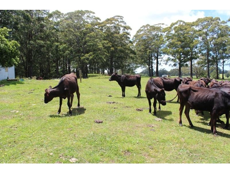 Jamberoo NSW 2533