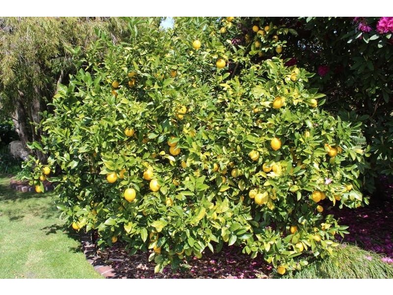 4 Lemmons Road, Robertson NSW 2577