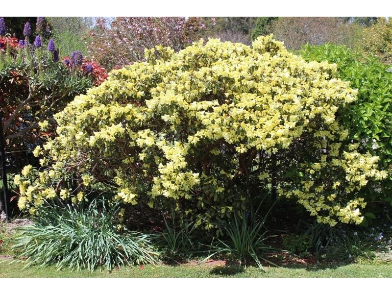 4 Lemmons Road, Robertson NSW 2577