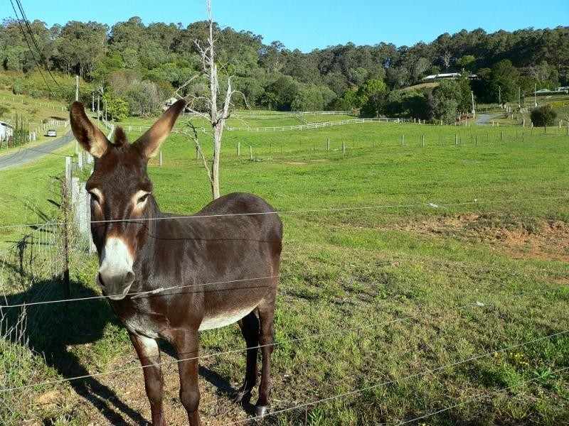 359A Ruffles  Road WILLOW VALE 4209, Willow Vale QLD 4209