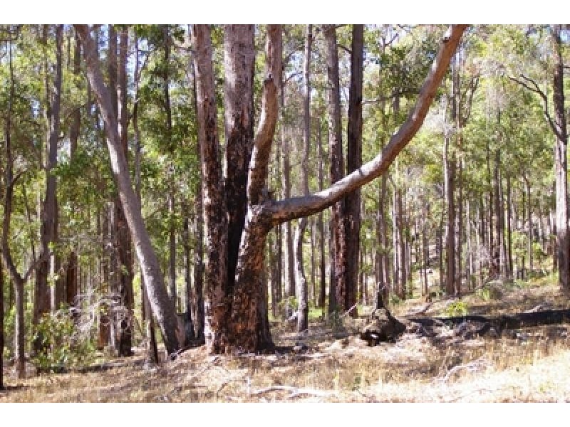 Lot 11173 Gold Gully Road NANNUP 6275, Nannup WA 6275