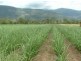 Giru QLD 4809