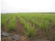Ayr QLD 4807