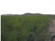Majors Creek QLD 4816