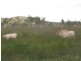 Majors Creek QLD 4816