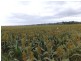 Moonford QLD 4630