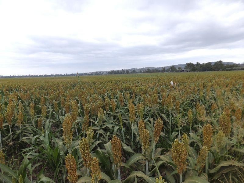 Moonford QLD 4630