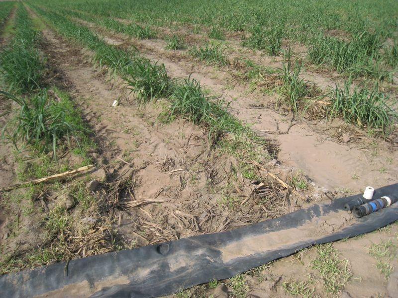 Rita Island QLD 4807