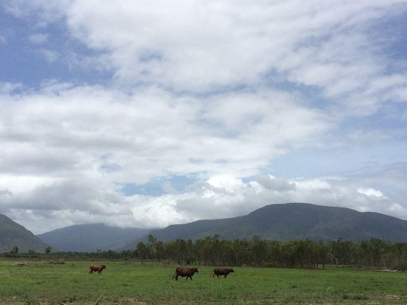 122 Webb Road, Majors Creek QLD 4816
