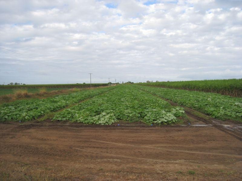 Lot 1 Mountainview Road, Airville QLD 4807