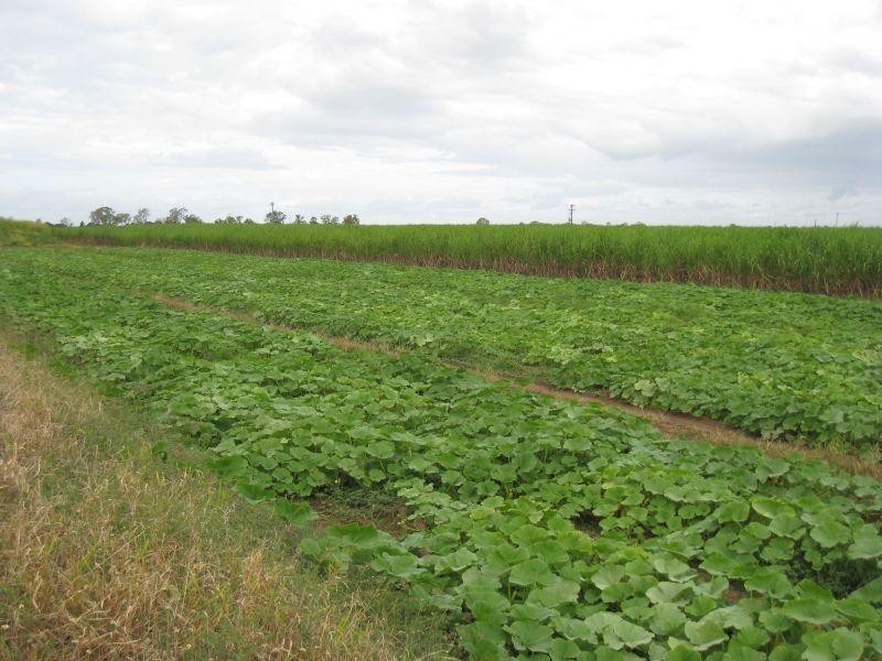 Lot 1 Mountainview Road, Airville QLD 4807