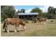 1232 Woodstock Giru  Road, Mount Surround QLD 4809