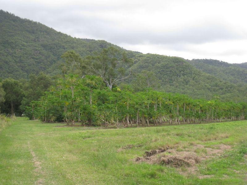 1232 Woodstock Giru  Road, Mount Surround QLD 4809