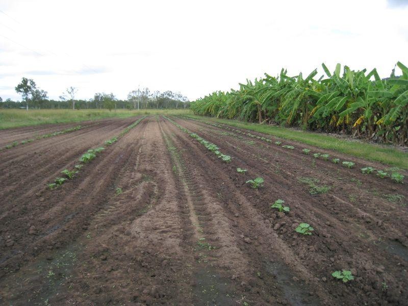 1232 Woodstock Giru  Road, Mount Surround QLD 4809