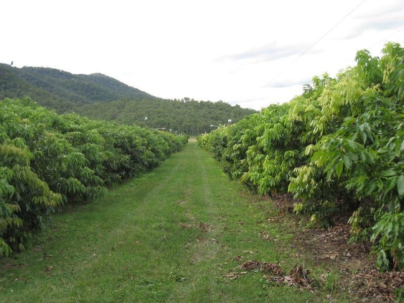 1232 Woodstock Giru  Road, Mount Surround QLD 4809