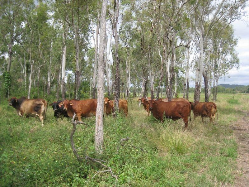 1232 Woodstock Giru  Road, Mount Surround QLD 4809