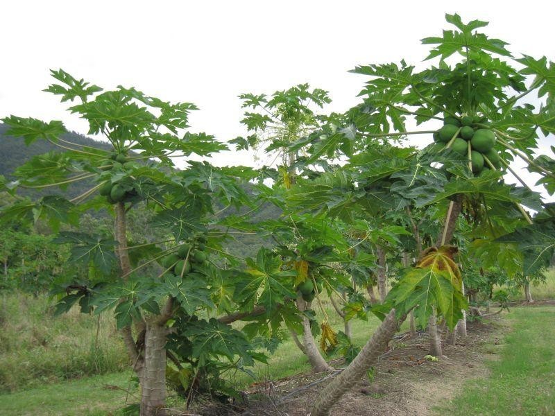 1232 Woodstock Giru  Road, Mount Surround QLD 4809