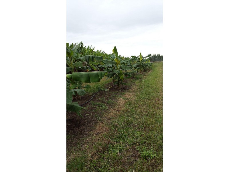 1232 Woodstock Giru  Road, Mount Surround QLD 4809