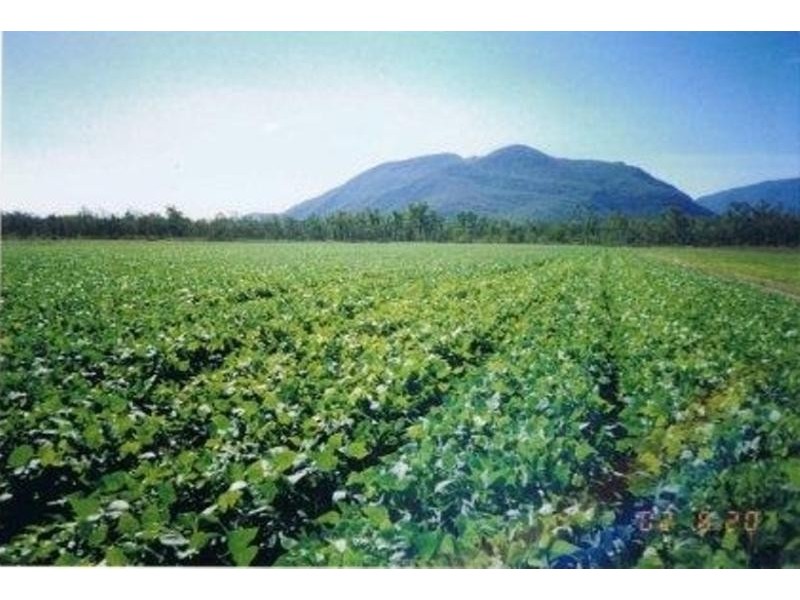 Majors Creek QLD 4816