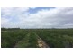 Majors Creek QLD 4816
