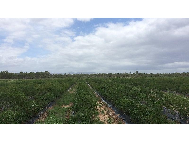 Majors Creek QLD 4816
