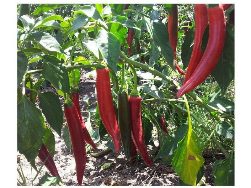 106 Mountainview  Road, Airville QLD 4807