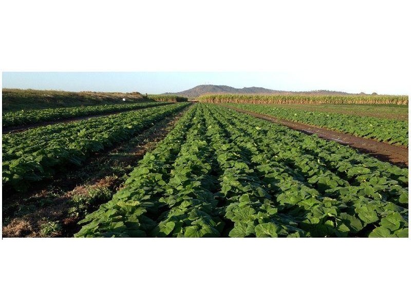 106 Mountainview  Road, Airville QLD 4807